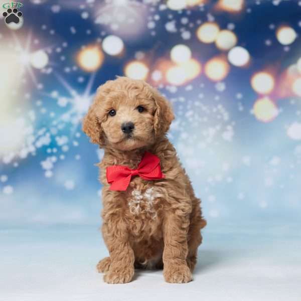 Snickers, Mini Goldendoodle Puppy